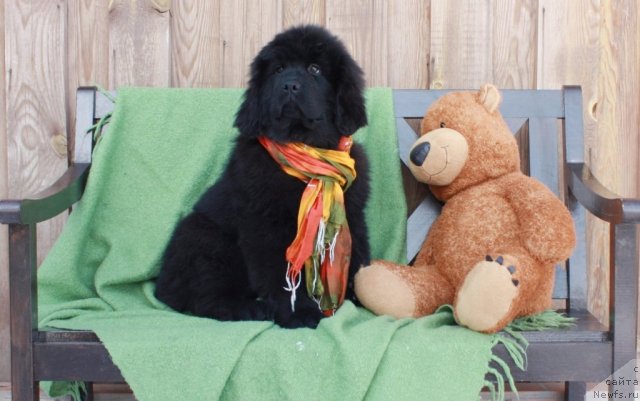 Фото: ньюфаундленд Akvatoriya Kelvin Tiffani (Акватория Келвин Тиффани)