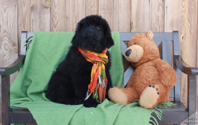 Фото: ньюфаундленд Akvatoriya Kelvin Tiffani (Акватория Келвин Тиффани)