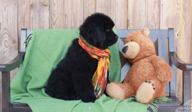 Фотография № 94471