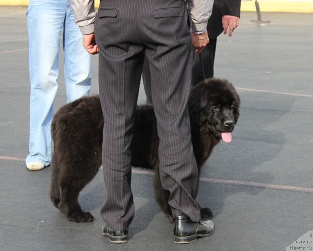 Фото: ньюфаундленд Byella Moss Beatriche (Бэлла Мосс Беатриче)