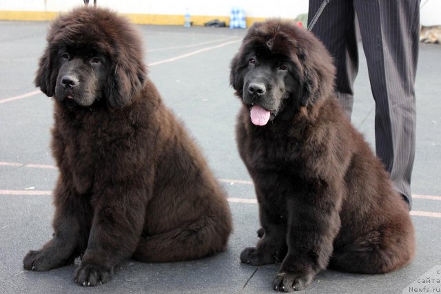 Фото: ньюфаундленд Byella Moss Arvyel' (Бэлла Мосс Арвэль), ньюфаундленд Byella Moss Beatriche (Бэлла Мосс Беатриче)