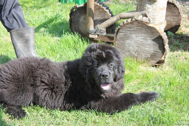 Фото: ньюфаундленд Byella Moss Beatriche (Бэлла Мосс Беатриче)