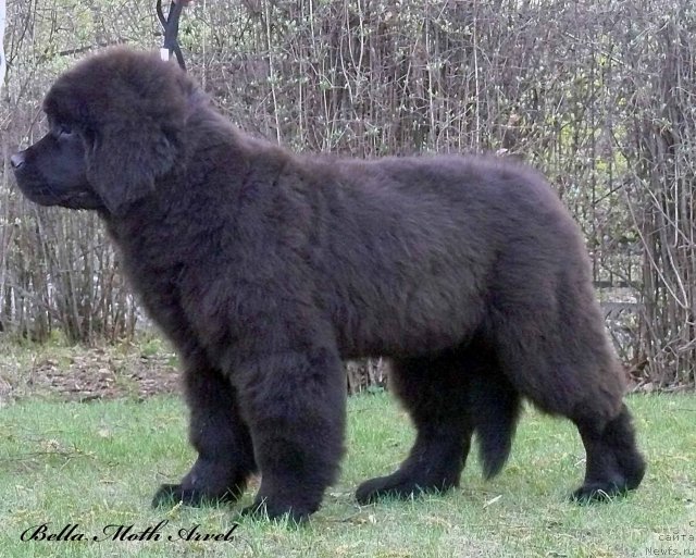 Фотография № 94491