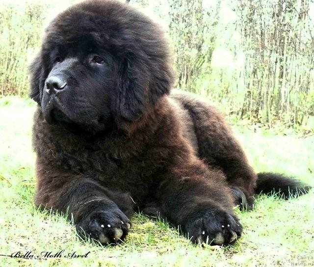 Фотография № 94492