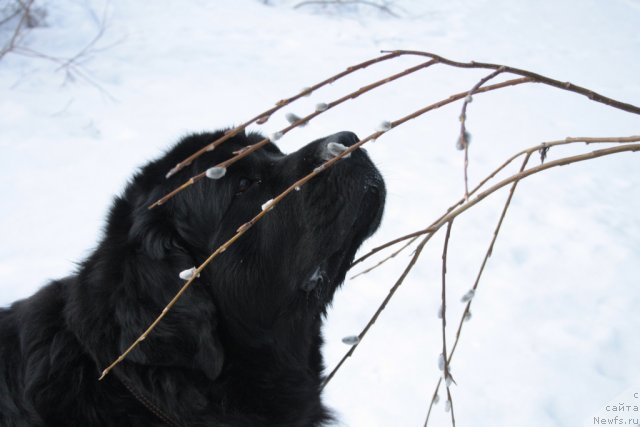 Фото: ньюфаундленд Gloriya Grand Blek (Глория Гранд Блек)