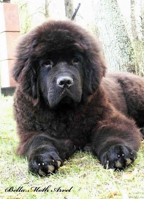 Фото: ньюфаундленд Byella Moss Arvyel' (Бэлла Мосс Арвэль)