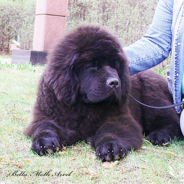 Фотография № 94495