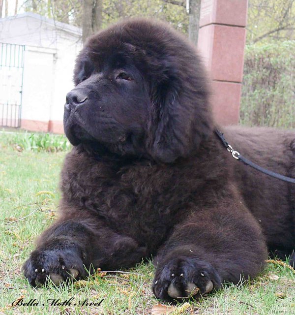 Фотография № 94496