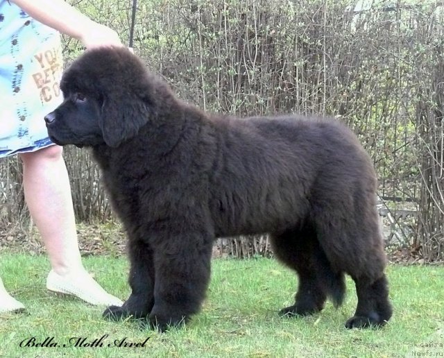 Фотография № 94497