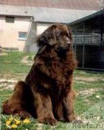 Фото: ньюфаундленд Liisa vom Riesrand