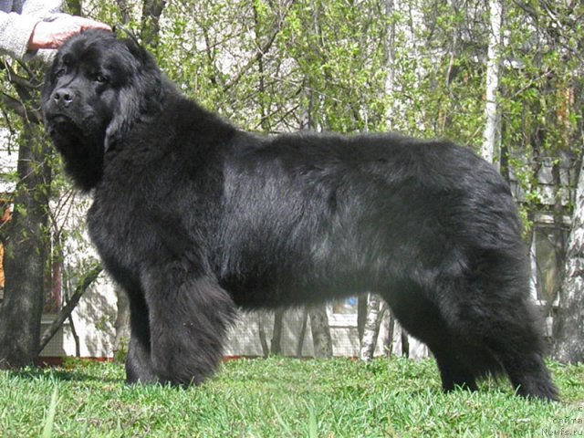 Фото: ньюфаундленд Zhdanny Syn Vialiki Miadzvedz