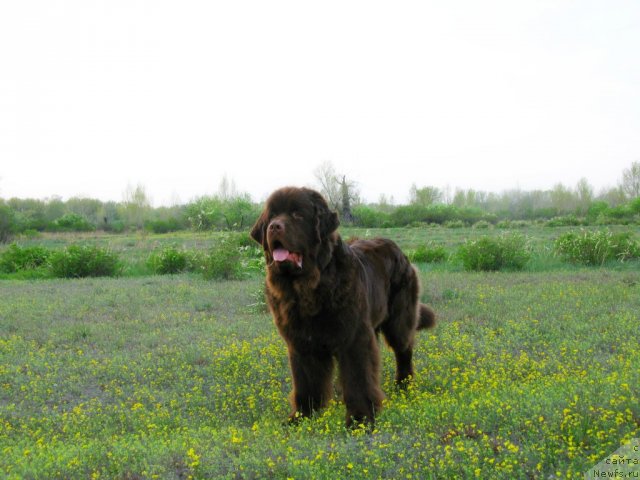 Фото: ньюфаундленд Fakturnyi Frukt s Berega Dona (Фактурный Фрукт с Берега Дона)