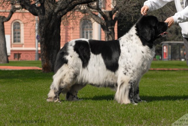 Фото: ньюфаундленд Deshabillez Moi de L'Iliade et L'Odyssee