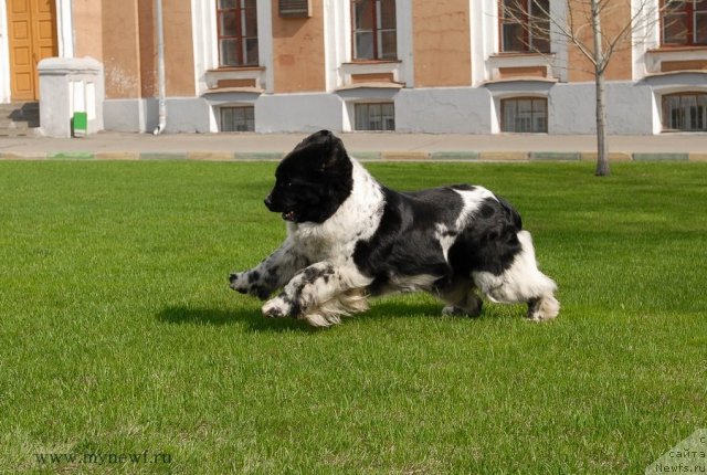 Фото: ньюфаундленд Deshabillez Moi de L'Iliade et L'Odyssee