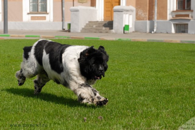 Фото: ньюфаундленд Deshabillez Moi de L'Iliade et L'Odyssee