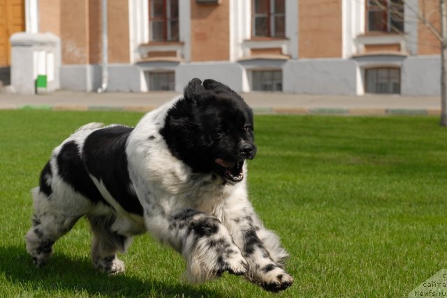 Фото: ньюфаундленд Deshabillez Moi de L'Iliade et L'Odyssee