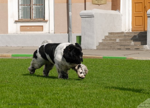 Фото: ньюфаундленд Deshabillez Moi de L'Iliade et L'Odyssee