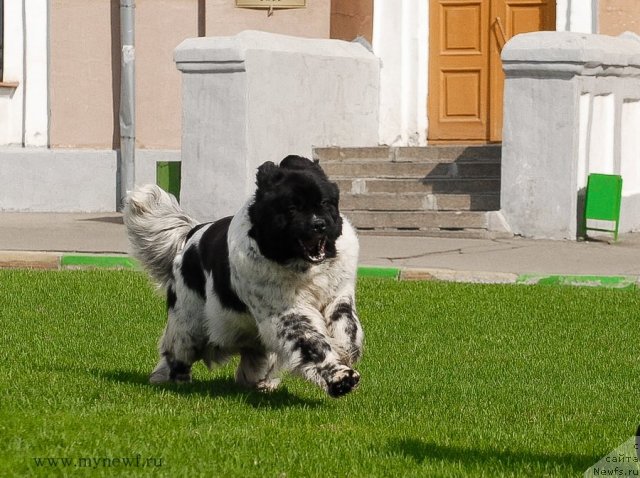 Фото: ньюфаундленд Deshabillez Moi de L'Iliade et L'Odyssee
