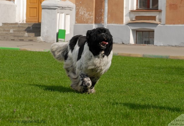 Фото: ньюфаундленд Deshabillez Moi de L'Iliade et L'Odyssee