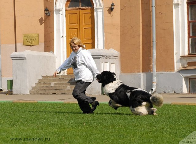 Фото: ньюфаундленд Deshabillez Moi de L'Iliade et L'Odyssee, YUliya YAstrebova (Юлия Ястребова)