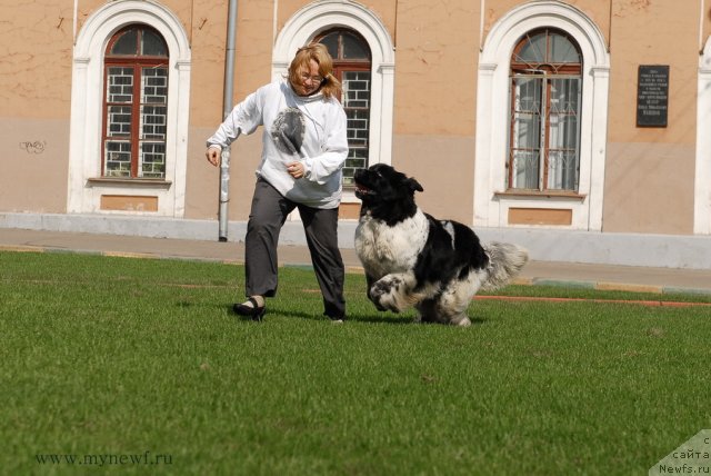 Фото: ньюфаундленд Deshabillez Moi de L'Iliade et L'Odyssee, YUliya YAstrebova (Юлия Ястребова)