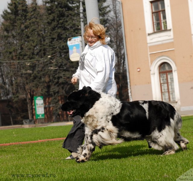 Фото: ньюфаундленд Deshabillez Moi de L'Iliade et L'Odyssee, YUliya YAstrebova (Юлия Ястребова)