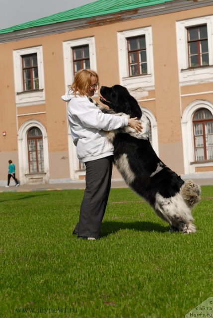 Фото: ньюфаундленд Deshabillez Moi de L'Iliade et L'Odyssee, YUliya YAstrebova (Юлия Ястребова)