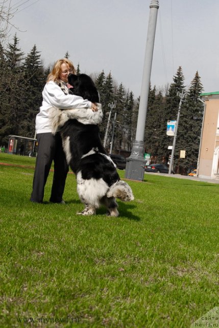 Фото: ньюфаундленд Deshabillez Moi de L'Iliade et L'Odyssee