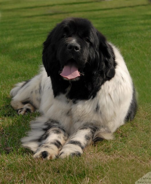 Фото: ньюфаундленд Deshabillez Moi de L'Iliade et L'Odyssee