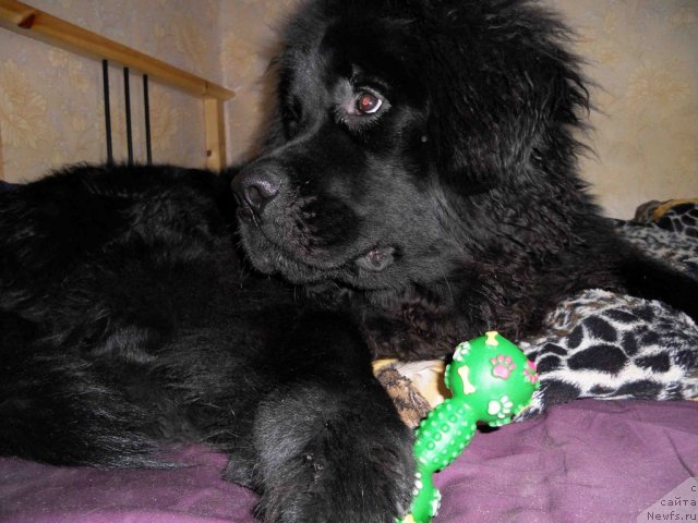 Фотография № 94582