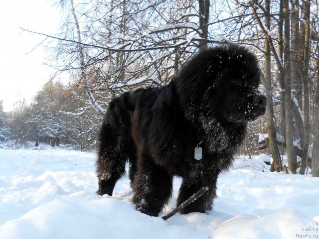 Фотография № 94583