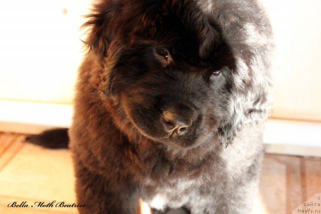 Фотография № 94587