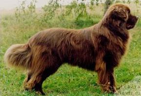 Фото: ньюфаундленд Eskapades Barcardi