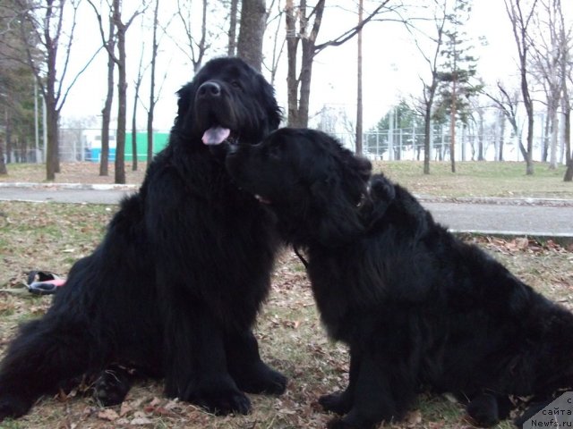 Фото: ньюфаундленд Super Premium Bumer (Супер Премиум Бумер), ньюфаундленд Super Premium Eliseyskaya Polyana (Супер Премиум Елисейская Поляна)