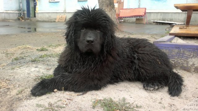 Фото: Anna Rogova (Анна Рогова), ньюфаундленд N'yufort Ryendom Blyek (Ньюфорт Рэндом Блэк)