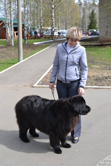 Фото: ньюфаундленд Aleksandriya Moya Radost' (Александрия Моя Радость), Ol'ga Budina (Ольга Будина)
