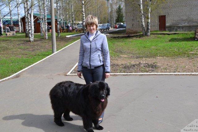 Фото: ньюфаундленд Aleksandriya Moya Radost' (Александрия Моя Радость), Ol'ga Budina (Ольга Будина)