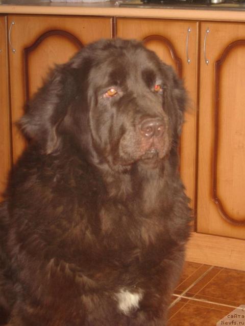 Фото: ньюфаундленд Treyzi (Трейзи)
