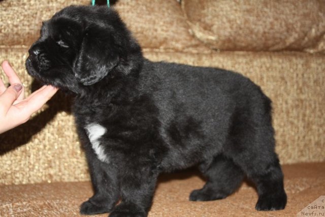 Фото: щенки, ньюфаундленд Aquatoriya Kelvin Zavetnaya Mechta (Акватория Келвин Заветная Мечта), ньюфаундленд Jguchiy Bryunet s Berega Dona (Жгучий Брюнет с Берега Дона), май 2012, 1 месяц