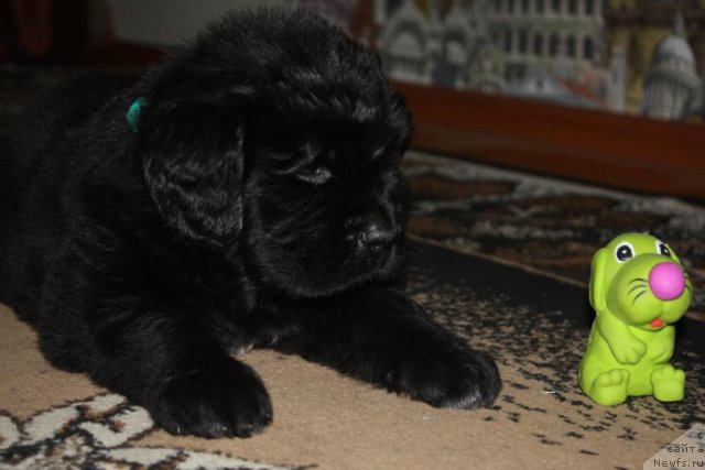 Фотография № 94663