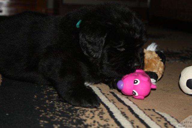 Фото: щенки, ньюфаундленд Aquatoriya Kelvin Zavetnaya Mechta (Акватория Келвин Заветная Мечта), ньюфаундленд Jguchiy Bryunet s Berega Dona (Жгучий Брюнет с Берега Дона), май 2012, 1 месяц