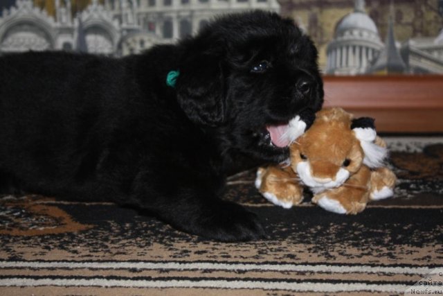 Фото: щенки, ньюфаундленд Aquatoriya Kelvin Zavetnaya Mechta (Акватория Келвин Заветная Мечта), ньюфаундленд Jguchiy Bryunet s Berega Dona (Жгучий Брюнет с Берега Дона), май 2012, 1 месяц