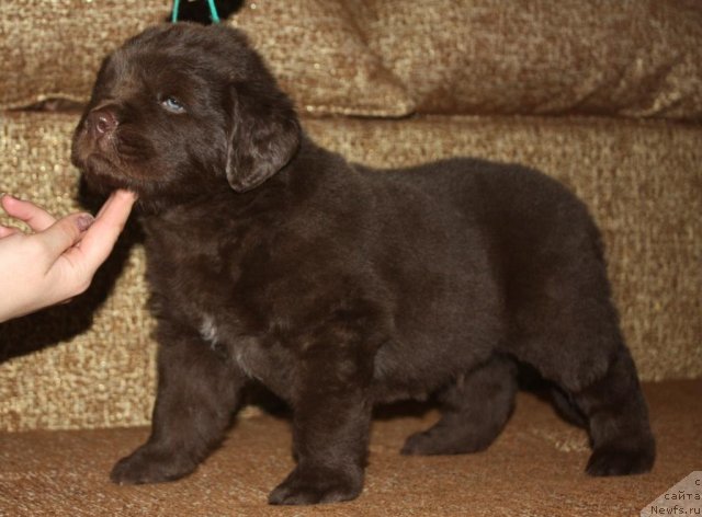 Фото: щенки, ньюфаундленд Aquatoriya Kelvin Zavetnaya Mechta (Акватория Келвин Заветная Мечта), ньюфаундленд Jguchiy Bryunet s Berega Dona (Жгучий Брюнет с Берега Дона), май 2012, 1 месяц