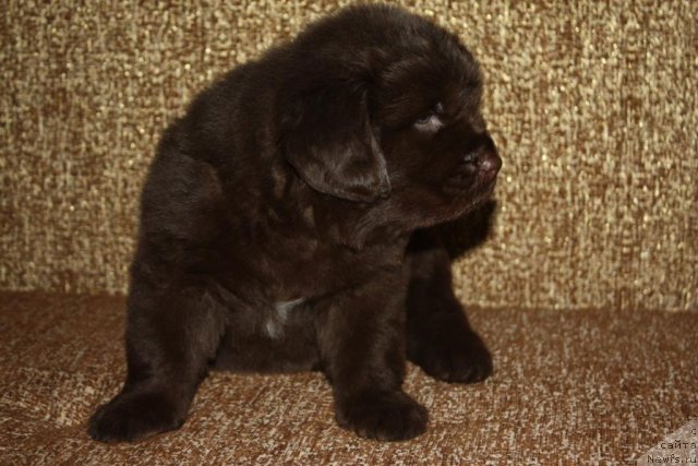 Фото: щенки, ньюфаундленд Aquatoriya Kelvin Zavetnaya Mechta (Акватория Келвин Заветная Мечта), ньюфаундленд Jguchiy Bryunet s Berega Dona (Жгучий Брюнет с Берега Дона), май 2012, 1 месяц