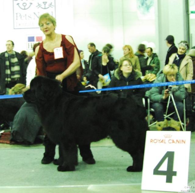 Фото: ньюфаундленд Gay New Space Prestizh (Гай Нью Спейс Престиж)