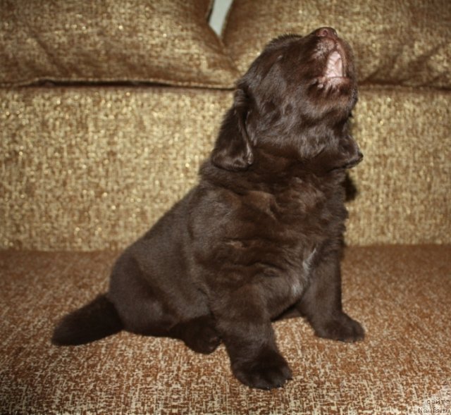 Фото: щенки, ньюфаундленд Aquatoriya Kelvin Zavetnaya Mechta (Акватория Келвин Заветная Мечта), ньюфаундленд Jguchiy Bryunet s Berega Dona (Жгучий Брюнет с Берега Дона), май 2012, 1 месяц