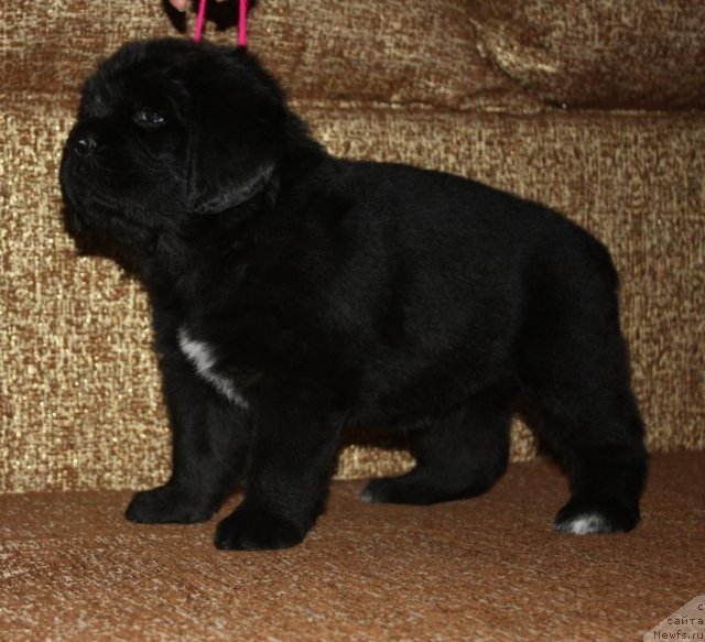 Фото: щенки, ньюфаундленд Aquatoriya Kelvin Zavetnaya Mechta (Акватория Келвин Заветная Мечта), ньюфаундленд Jguchiy Bryunet s Berega Dona (Жгучий Брюнет с Берега Дона), май 2012, 1 месяц