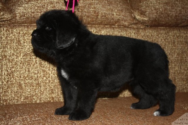 Фото: щенки, ньюфаундленд Aquatoriya Kelvin Zavetnaya Mechta (Акватория Келвин Заветная Мечта), ньюфаундленд Jguchiy Bryunet s Berega Dona (Жгучий Брюнет с Берега Дона), май 2012, 1 месяц