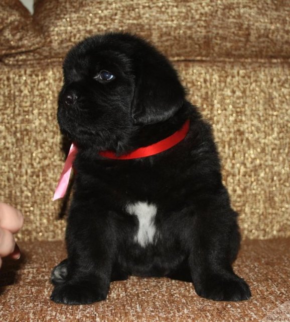 Фото: щенки, ньюфаундленд Aquatoriya Kelvin Zavetnaya Mechta (Акватория Келвин Заветная Мечта), ньюфаундленд Jguchiy Bryunet s Berega Dona (Жгучий Брюнет с Берега Дона), май 2012, 1 месяц