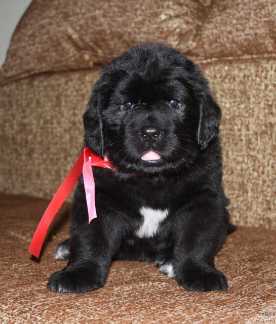 Фото: щенки, ньюфаундленд Aquatoriya Kelvin Zavetnaya Mechta (Акватория Келвин Заветная Мечта), ньюфаундленд Jguchiy Bryunet s Berega Dona (Жгучий Брюнет с Берега Дона), май 2012, 1 месяц